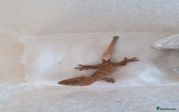 Gecko reptiles for sale: Crested gecko + her 2 babies - Image 5