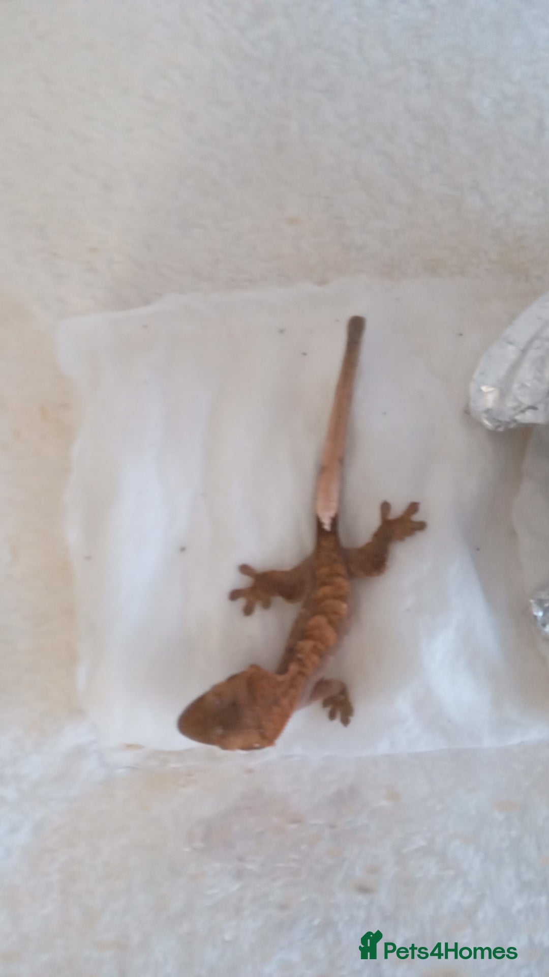 Gecko reptiles for sale: Crested gecko + her 2 babies - Image 5