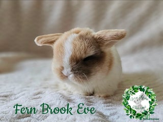 Mini Lop rabbits Pure Bred Miniature Lops - Advert 1
