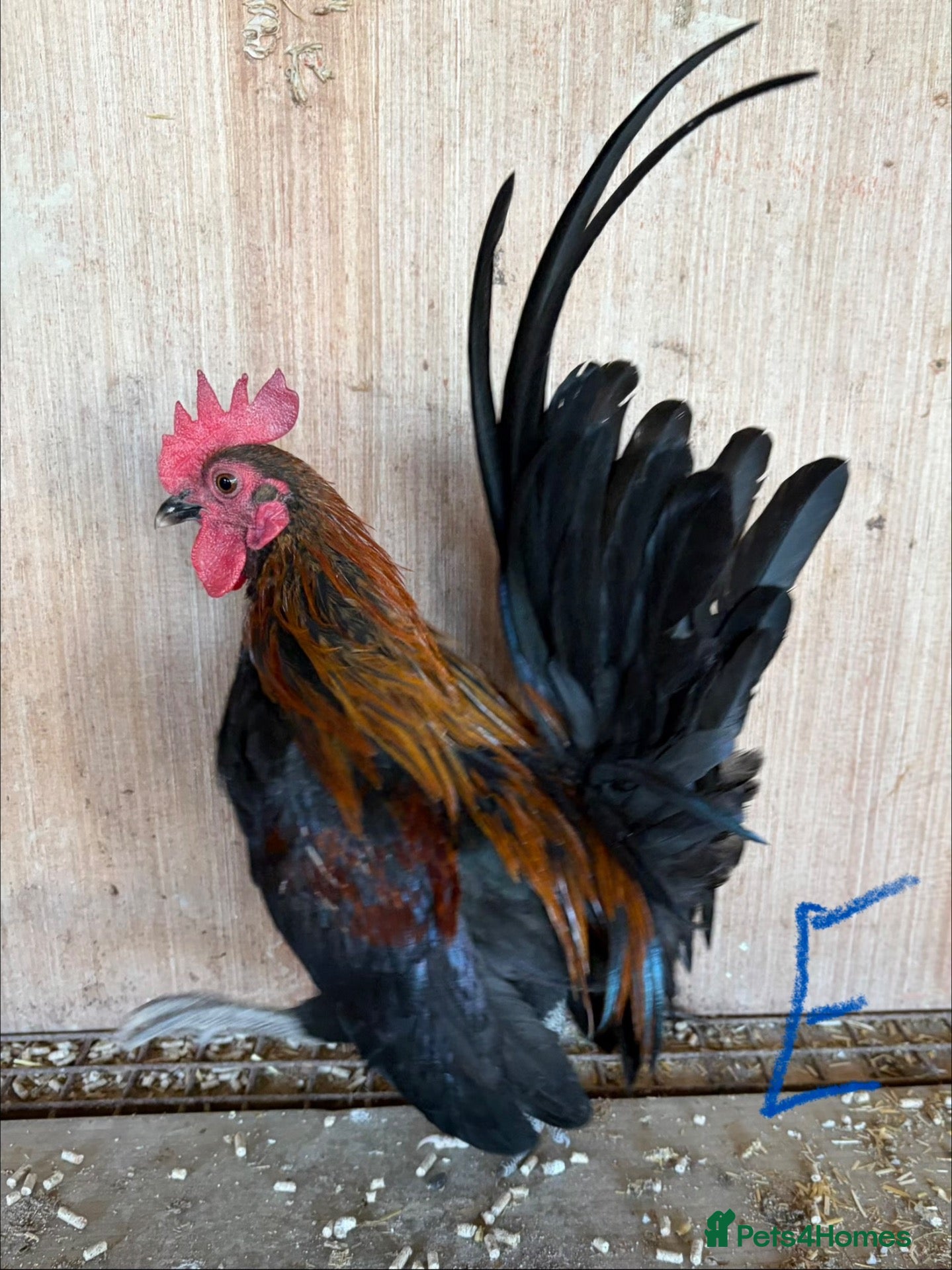 Chickens poultry Serama hen and cockerel pairs  - Advert 1