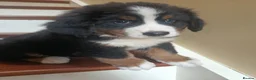 Bernese Mountain Dog dogs for sale: Beautiful Bernese Mountain Dog puppies in Omagh - Advert 2