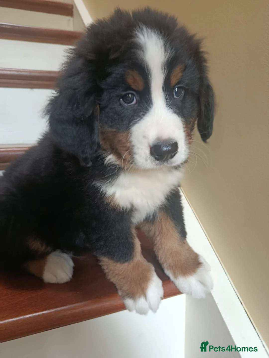 Bernese Mountain Dog dogs for sale: Beautiful Bernese Mountain Dog puppies in Omagh - Advert 2