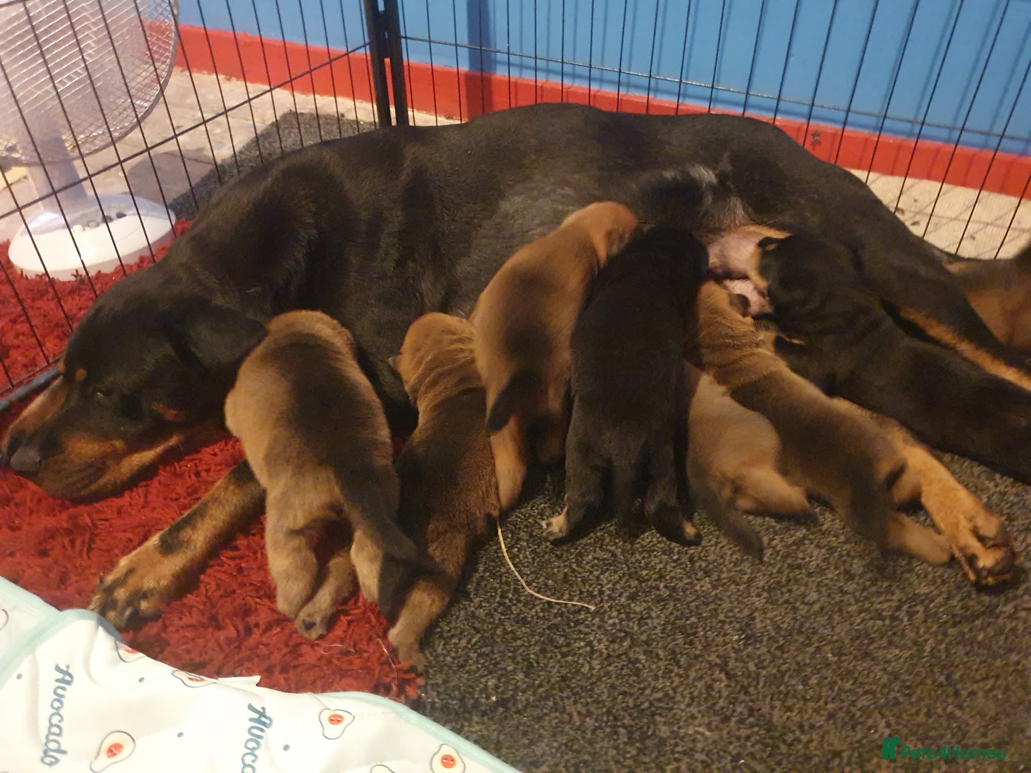 Mixed Breed dogs Rottweiler x shar-pei - Advert 1