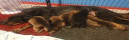 Mixed Breed dogs for sale: Rottweiler x shar-pei in Willenhall - Advert 1