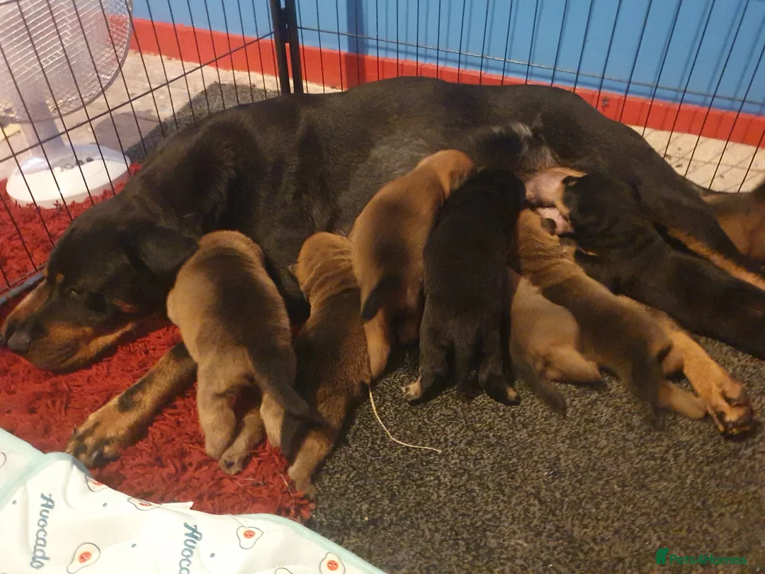 Mixed Breed dogs for sale: Rottweiler x shar-pei in Willenhall - Advert 1