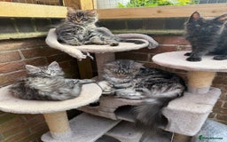 Maine Coon cats for sale: Maine Coon Kittens **READY TO LEAVE** - Image 4