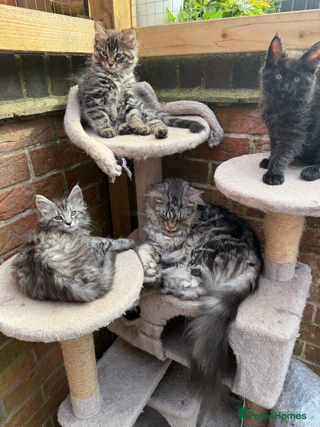 Maine Coon cats for sale: Maine Coon Kittens **READY TO LEAVE** - Image 4