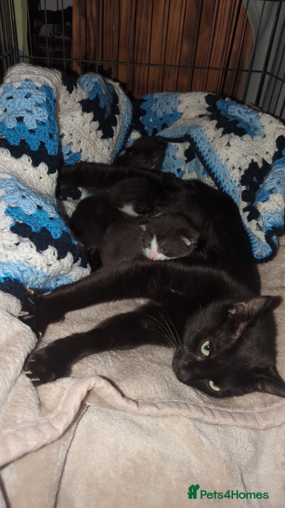 Mixed Breed cats Mother/Queen cat (2 year old) and three kittens - Advert 13