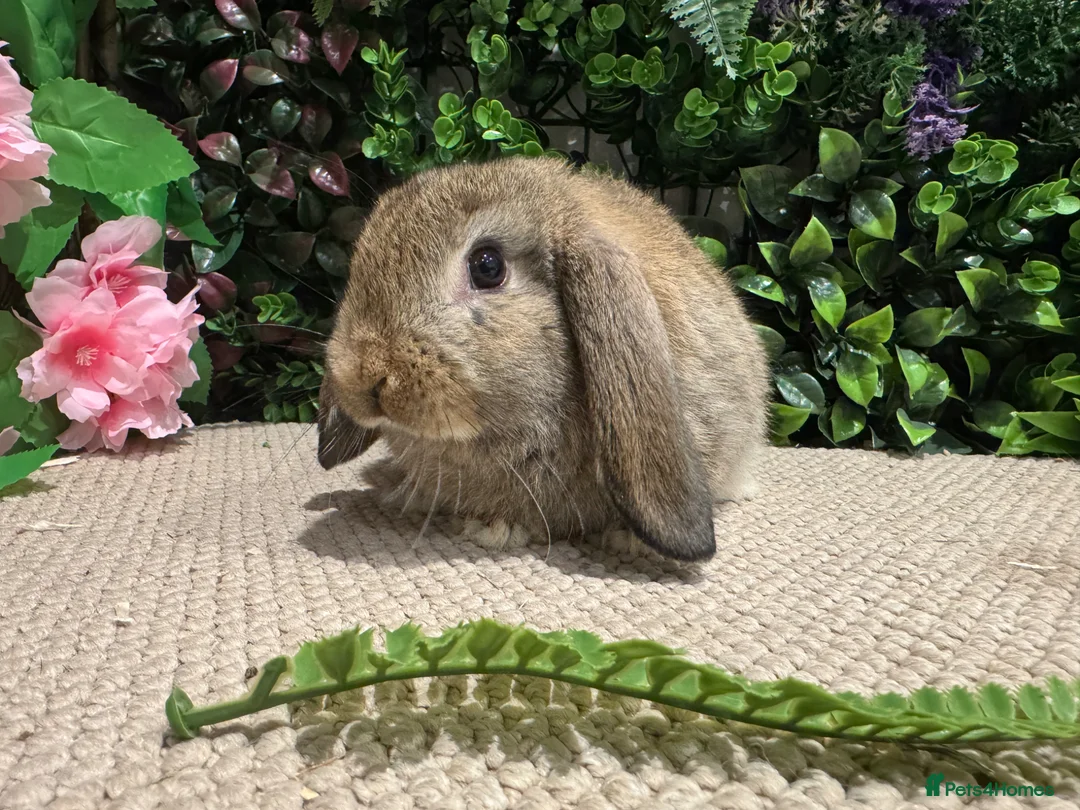 Mini Lop rabbits for sale: 1 mini lop boy ready to go  - Advert 3