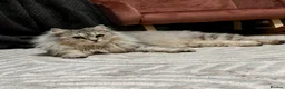 Kurilian Bobtail cats for sale: Beautiful kurillian bobtail cat - Advert 4