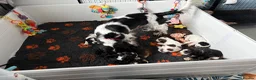 Cocker Spaniel dogs for sale: ✅RKC Reg✅DNA Tested✅Low COI✅Home Reared✅A* Reviews in Fareham - Advert 10
