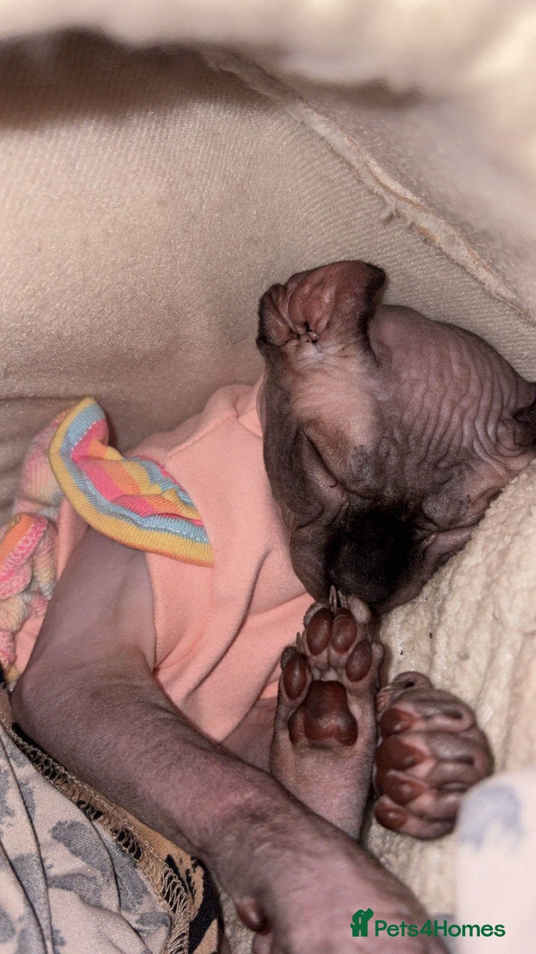 Sphynx cats for stud: Male stud wanted  - Image 3