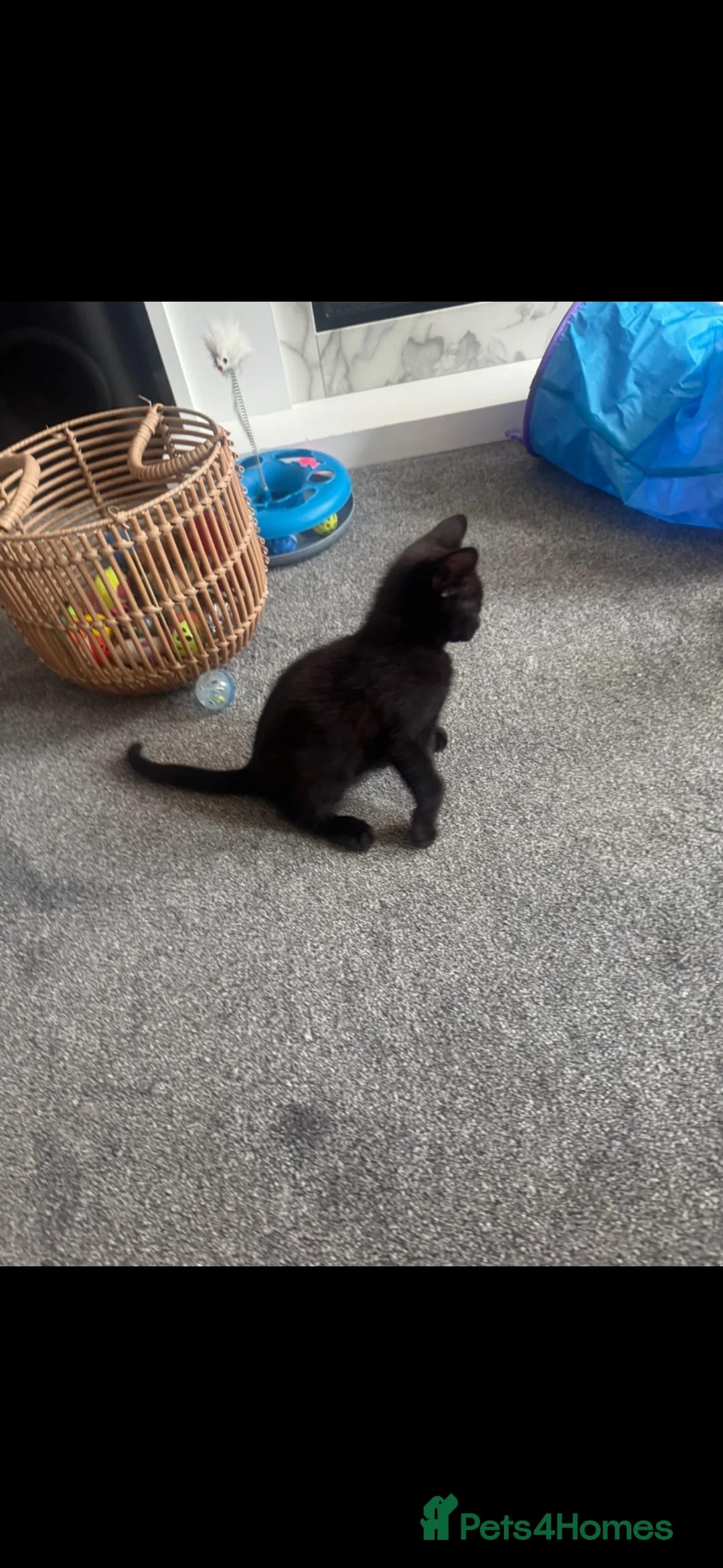 Mixed Breed cats for sale: 1 male kitten left  - Advert 5