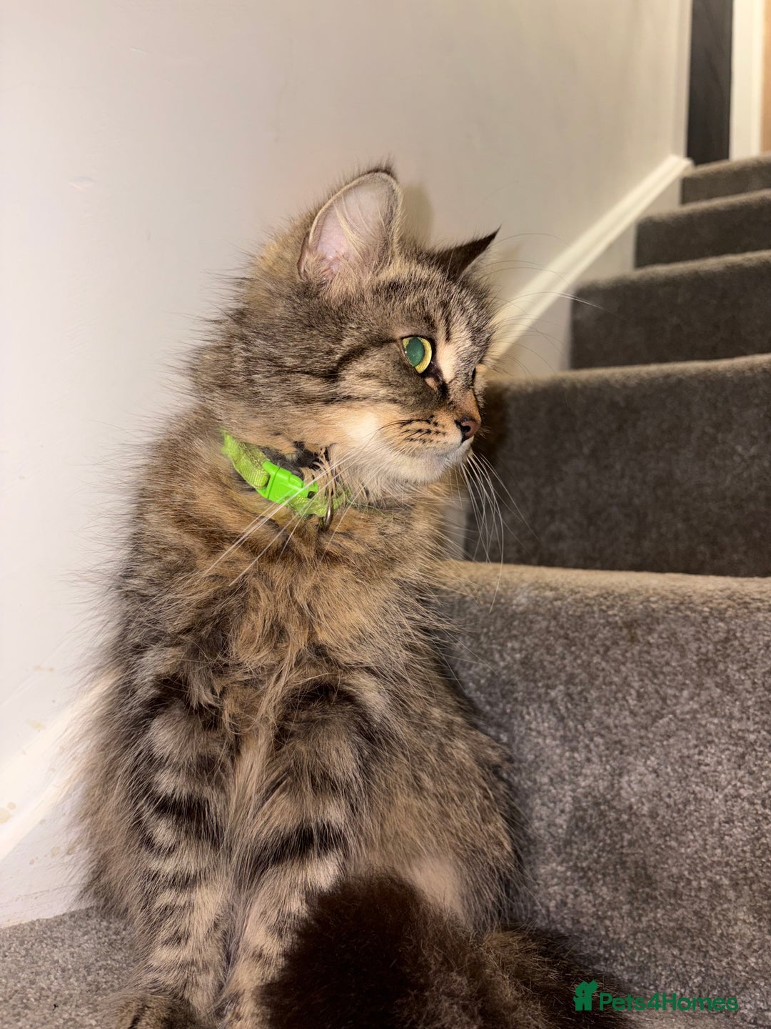 British Longhair cats for sale: 3 British Longhair x Maine Coon Kittens  Ready Now - Advert 9