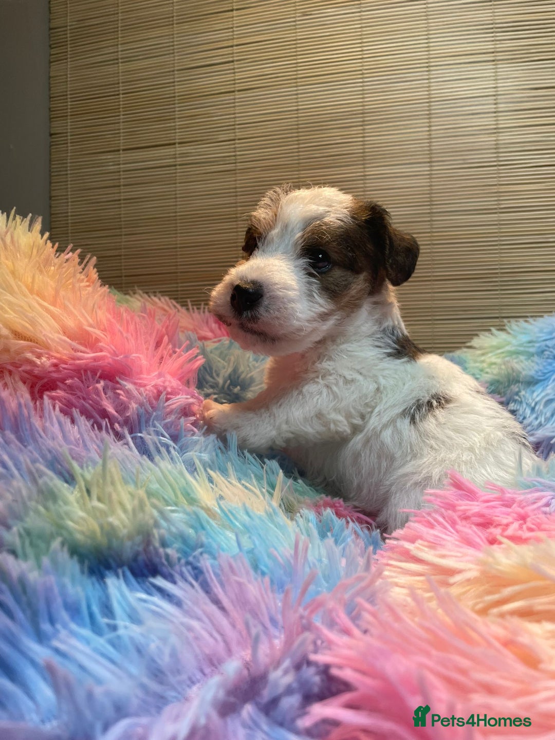 Mixed Breed dogs for sale: Wire Fox X Parsons Jack Russell Puppies for Sale - Advert 9