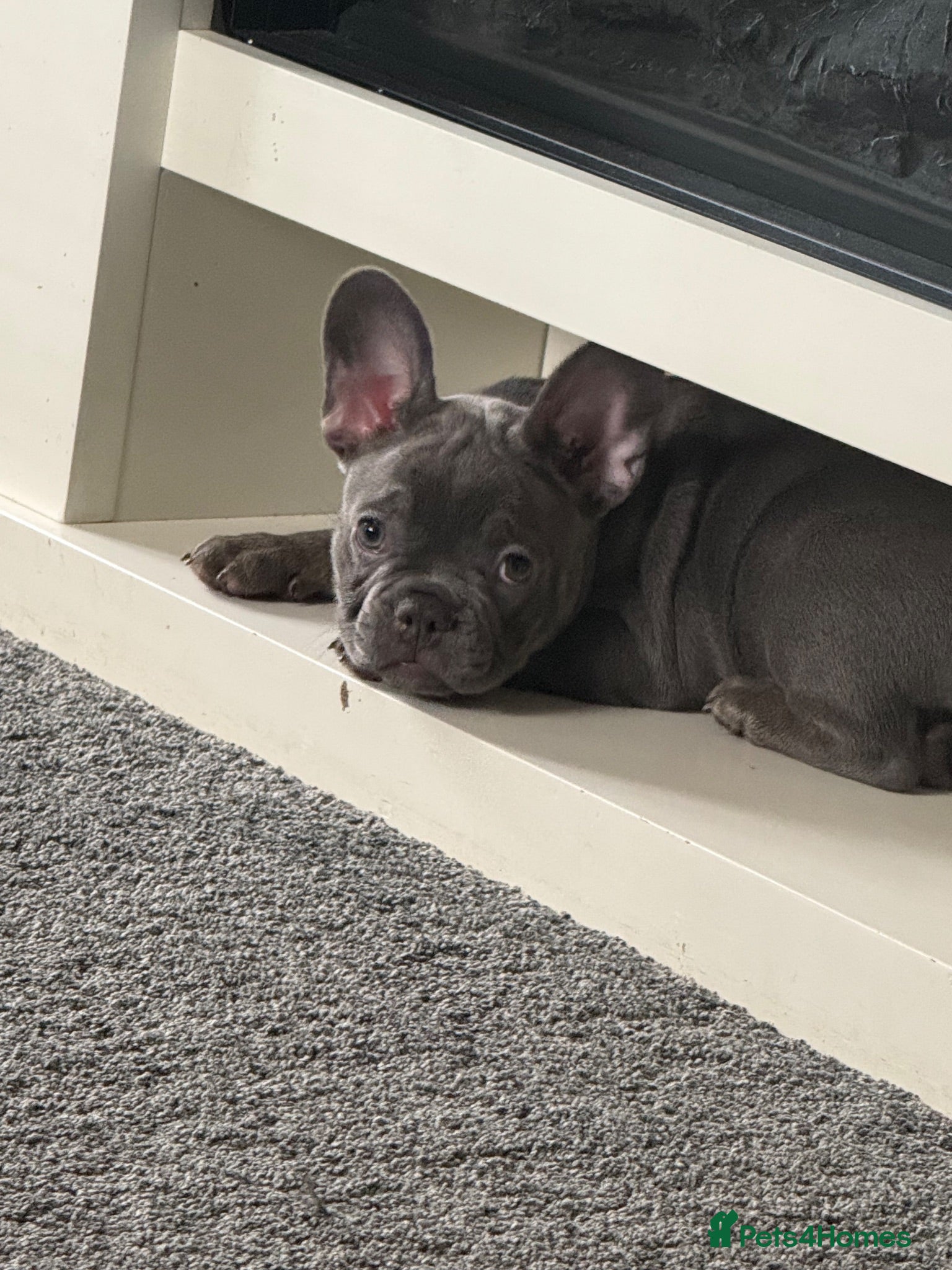 French Bulldog dogs 🐾💖 1 Outstanding girl left 💖🐾 - Advert 2