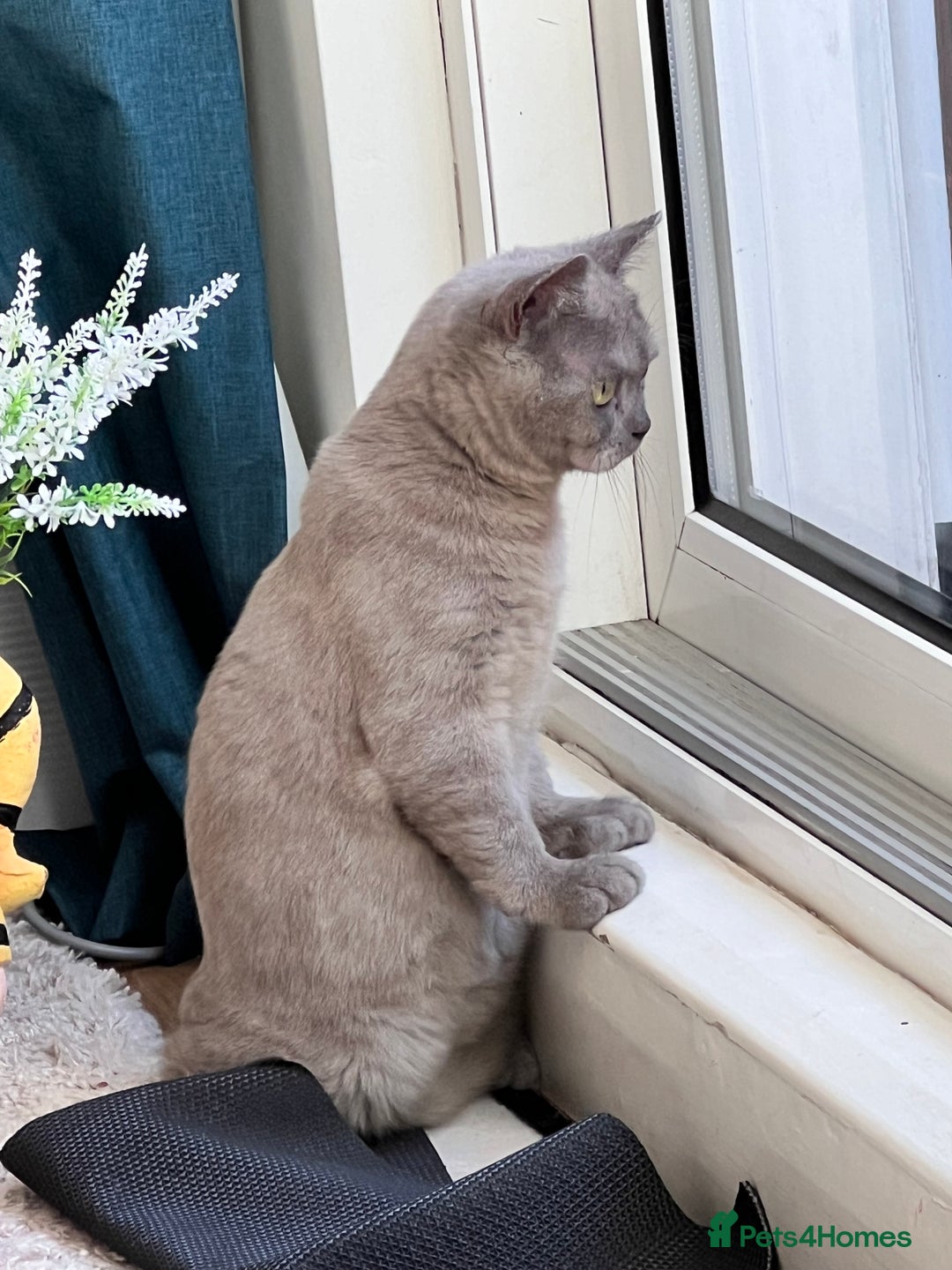 British Shorthair cats for sale: British Shorthair Rehoming - Image 6