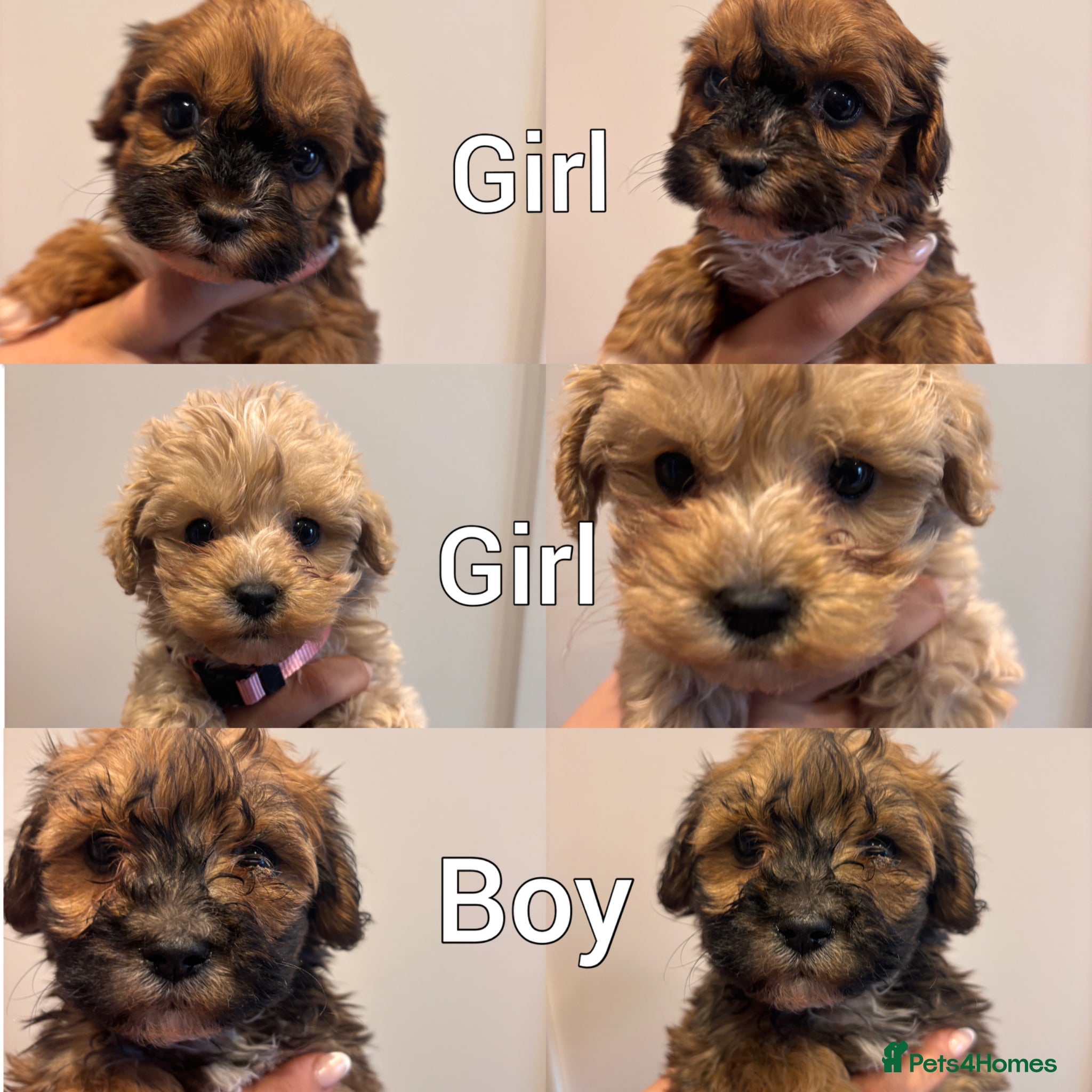Maltipoo dogs Stunning F1 Fully Health Tested Maltipoo Babies - Advert 1