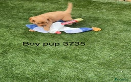 Cavapoo dogs for sale: Stunning litter of F1 Cavapoo pups - Advert 5