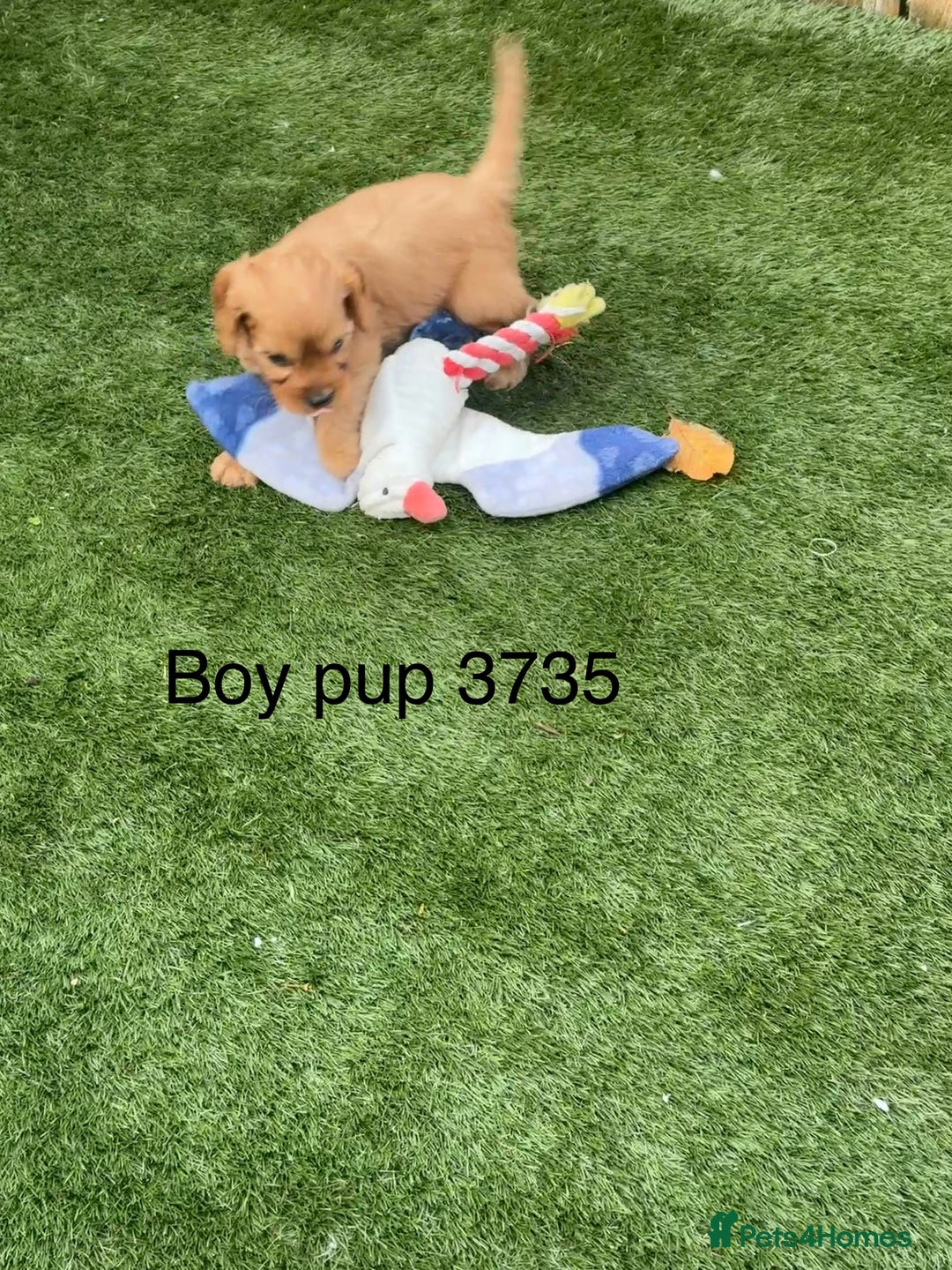 Cavapoo dogs for sale: Stunning litter of F1 Cavapoo pups - Advert 5