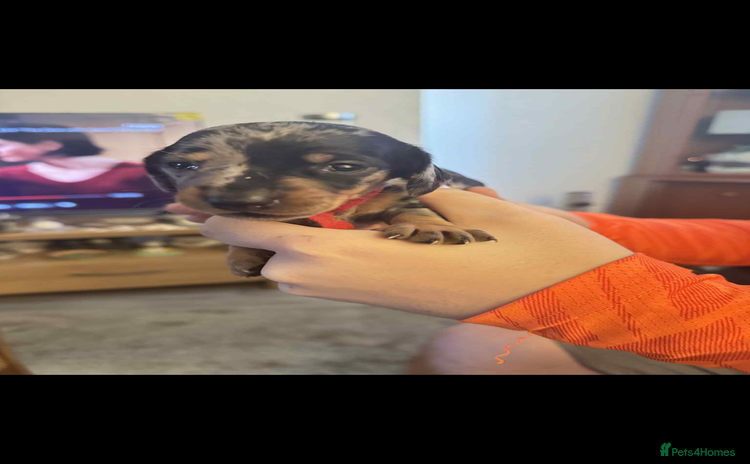 Miniature Dachshund dogs - Advert 10