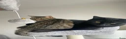 Domestic Shorthair cats for sale: 2 young cats looking to sell ASAP in Luton - Advert 5