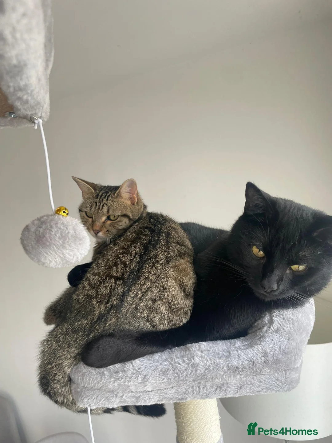 Domestic Shorthair cats for sale: 2 young cats looking to sell ASAP in Luton - Advert 5