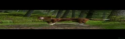 Border Collie dogs for stud: Red Border Collie for STUD ONLY - Advert 4