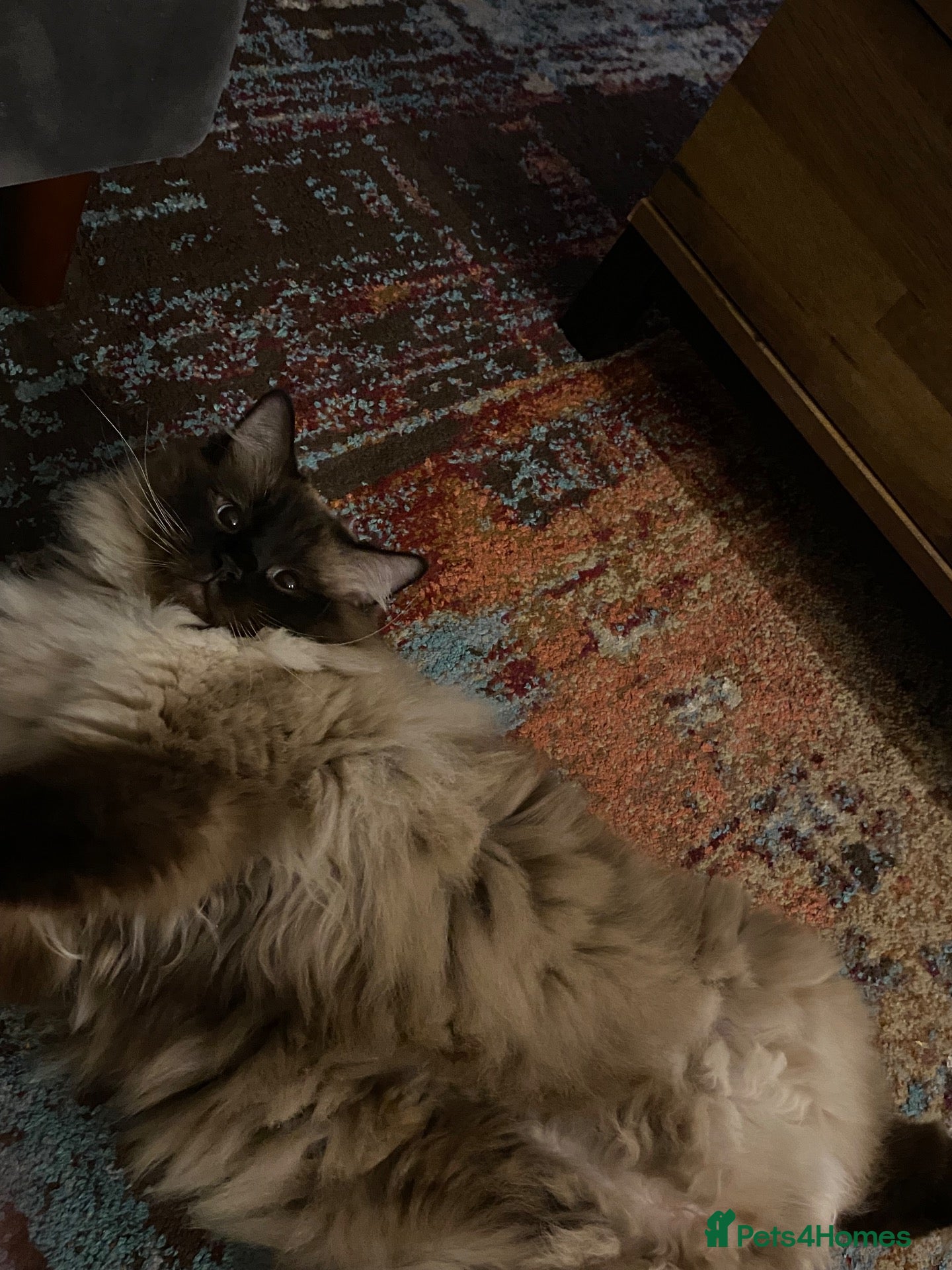 Ragdoll cats Sweet fluffy Bear 🥹 - Advert 3