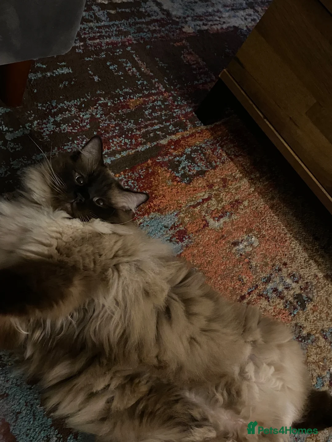 Ragdoll cats for sale: Sweet fluffy Bear 🥹 in Salford - Advert 1
