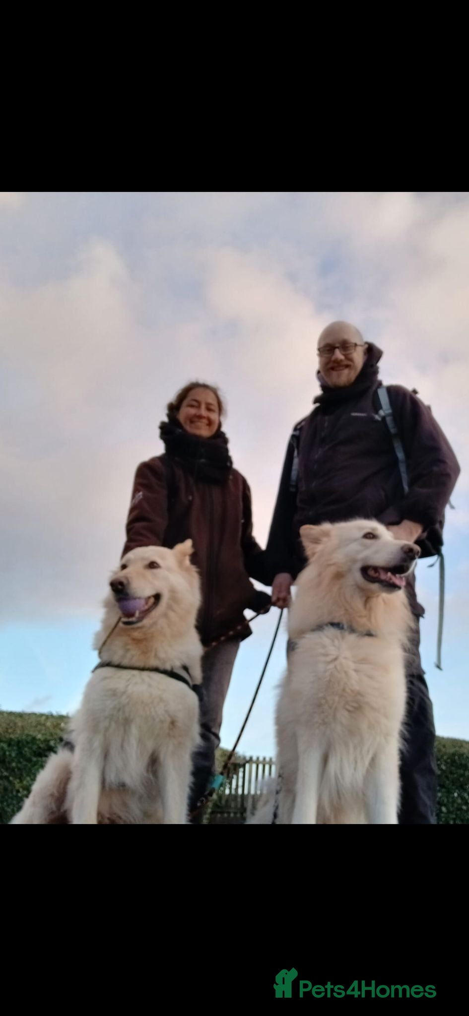 Mixed Breed dogs WhIte Shepherd Puppies - Advert 1