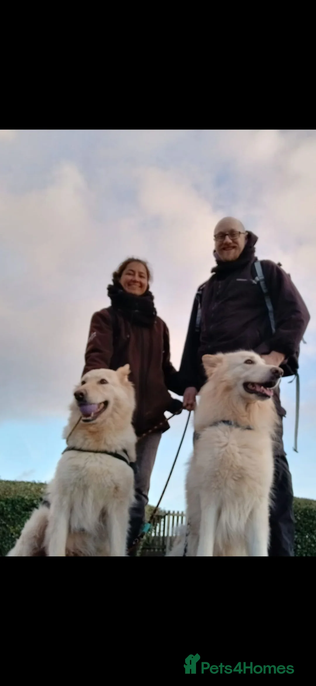 Mixed Breed dogs for sale: WhIte Shepherd Puppies - Advert 1