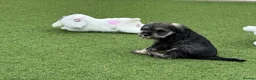 Miniature Schnauzer dogs for sale: 🐾 KC Registered Miniature Schnauzer Puppies 🐾 - Advert 5