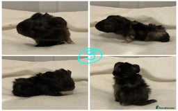Guinea Pig rodents for sale: Baby Guinea Pig Boars - Image 7
