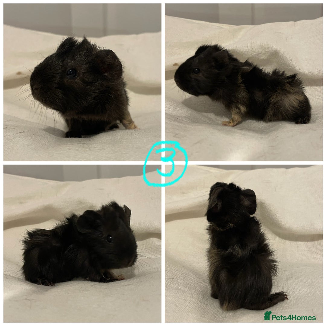 Guinea Pig rodents for sale: Baby Guinea Pig Boars - Image 7
