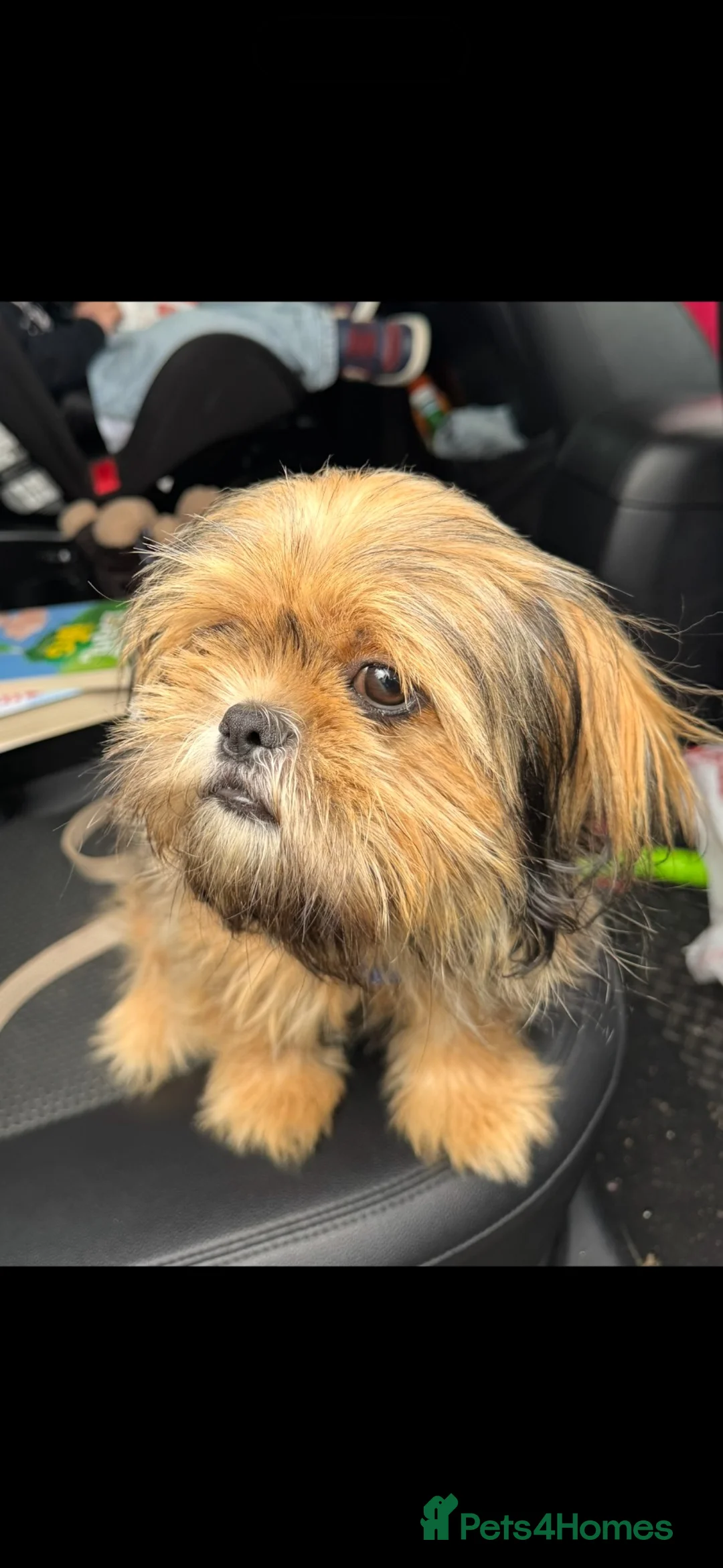 Shih Tzu dogs for sale: 9 month puppy  in Chichester - Advert 2