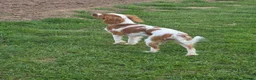 Cavalier King Charles Spaniel dogs for sale: K.C Registered adult cavalier girl - Advert 3
