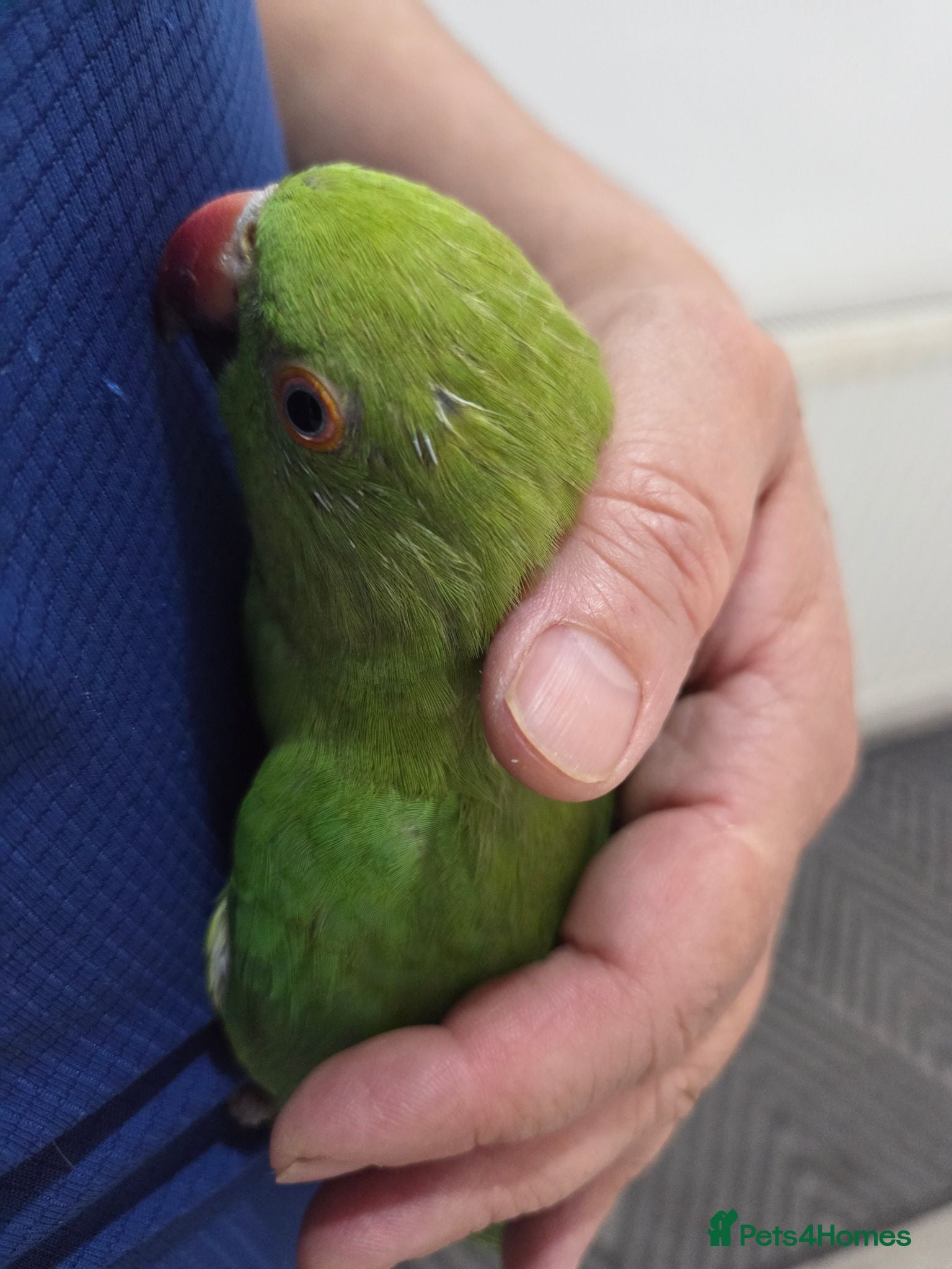 Ringnecks birds Hand-Reared Baby. R Ringnecks  for Sale  - Advert 2