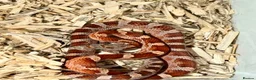 Corn Snake reptiles for sale: Baby cornsnakes  in Paignton - Advert 7