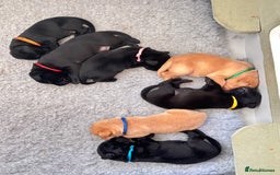 Labrador Retriever dogs for sale: Gorgeous Labrador Puppies - Image 3