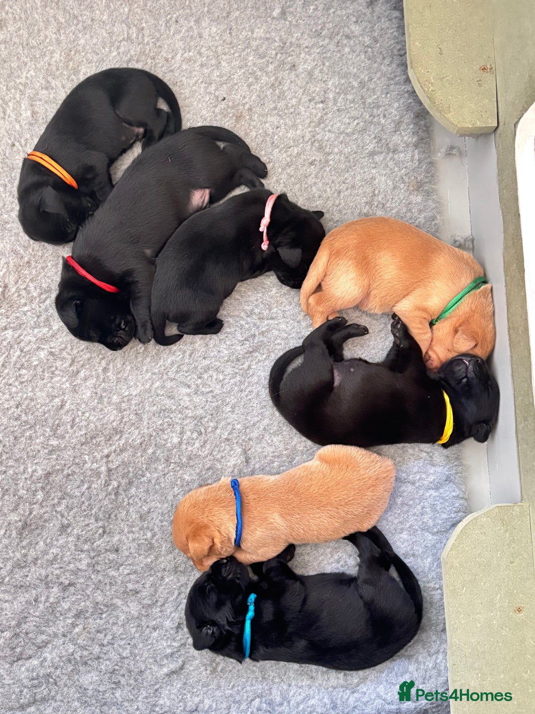 Labrador Retriever dogs for sale: Gorgeous Labrador Puppies - Image 3