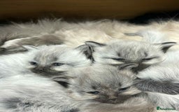 Maine Coon cats for sale: 4 Main Coon cross Ragdoll - Image 1