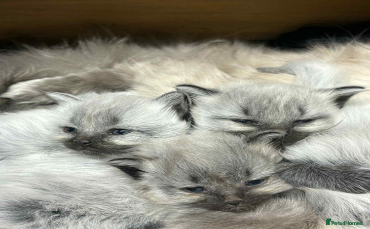Maine Coon cats - Advert 1