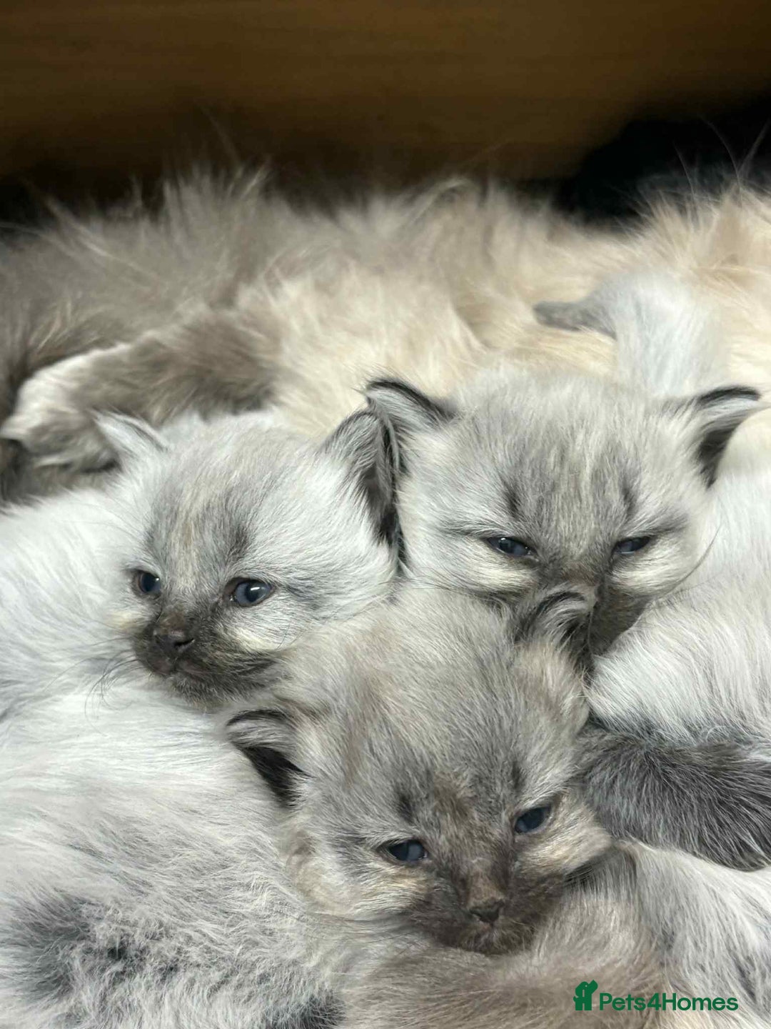 Maine Coon cats for sale: 4 Main Coon cross Ragdoll - Image 1