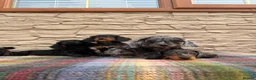Doxiepoo dogs for sale: Beautiful doxiepoos (council licensed breeder) - Advert 16