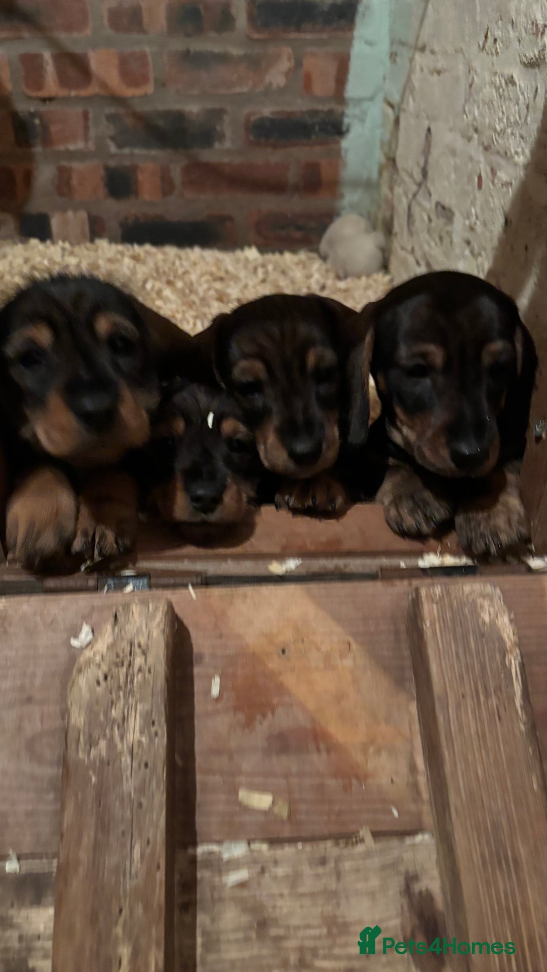 Dachshund dogs for sale: READY NOW ABSOLUTELY GORGEOUS MINI DACHSHUNDS  - Image 6