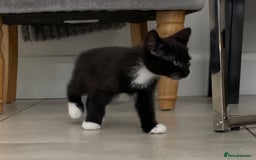 Mixed Breed cats for sale: ADOPT NOW! SWEET BLACK TUXEDO MALE TABBY LEFT - Image 18