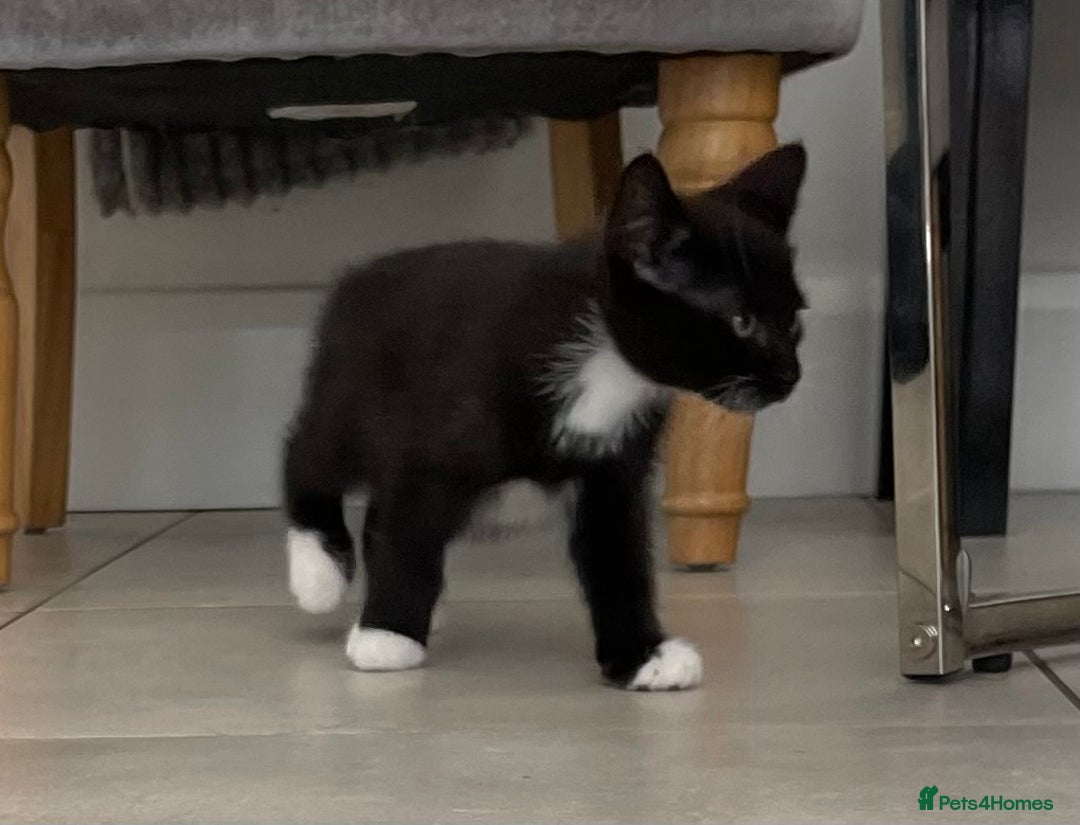 Mixed Breed cats for sale: ADOPT NOW! SWEET BLACK TUXEDO MALE TABBY LEFT - Image 18