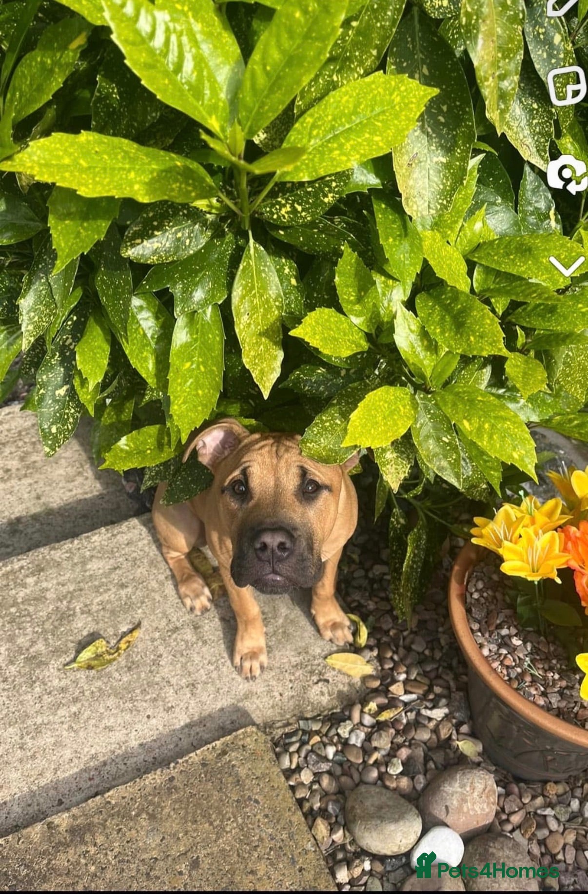 Mixed Breed dogs mastiff sharpei - Advert 1