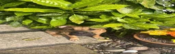 Mixed Breed dogs for sale: mastiff sharpei in Loughborough - Advert 1